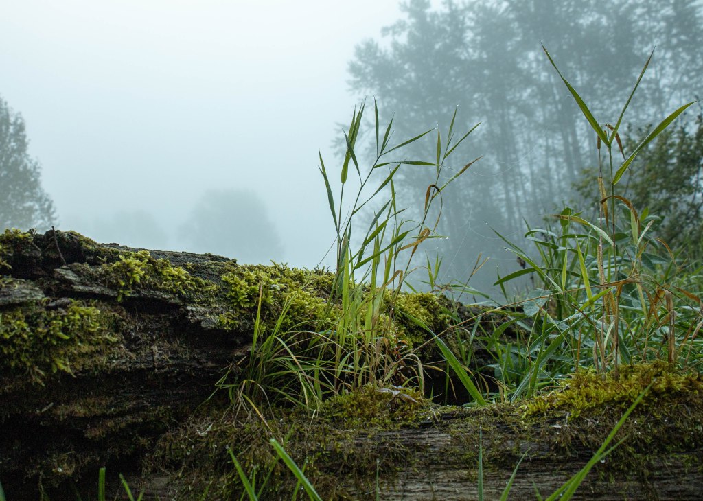 Morning Mists